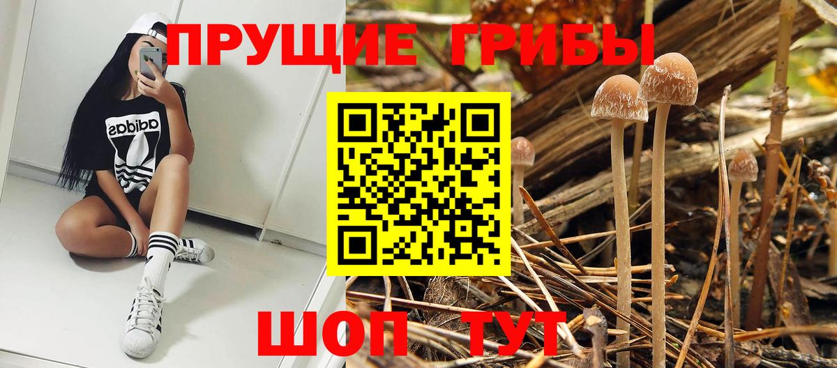 Псилоцибиновые грибы Psilocybine cubensis Бугуруслан